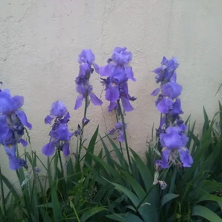 Dolcimele Dubino